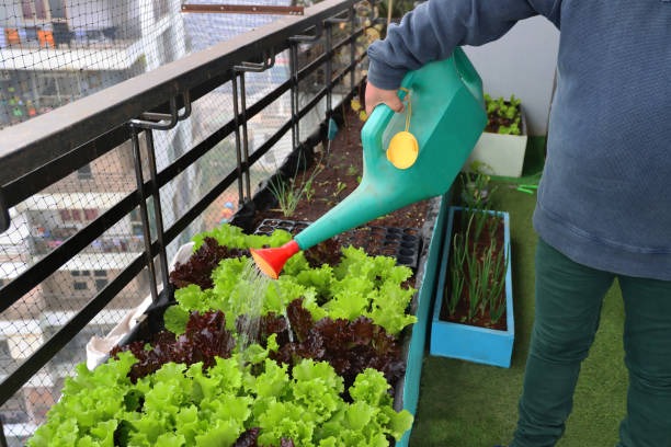 Understanding Mold in Mulch: A Common Garden Conundrum